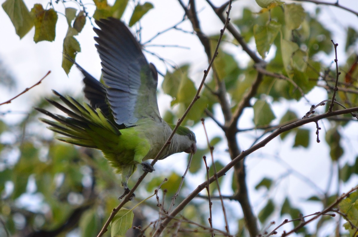 Monk Parakeet - ML618481750