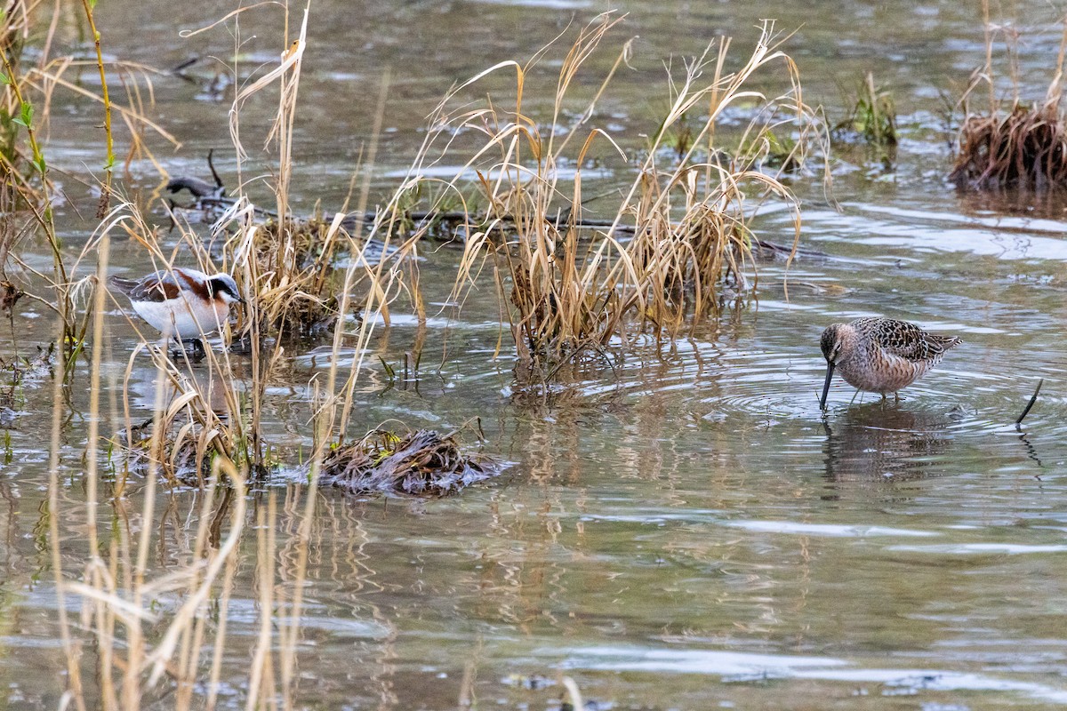 Wilson's Phalarope - ML618481755