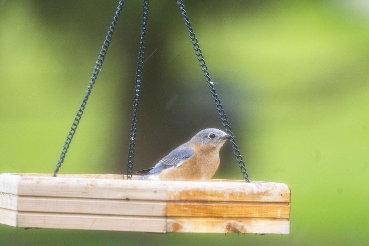 Eastern Bluebird - Christy Hyman