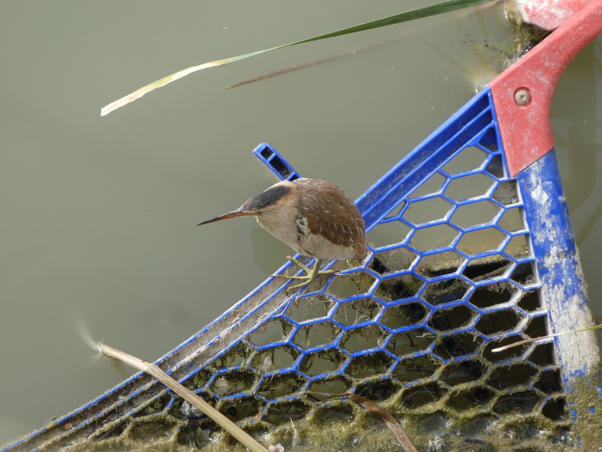 Little Bittern - ML618481760