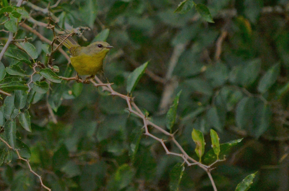 Golden-crowned Warbler - ML618481782