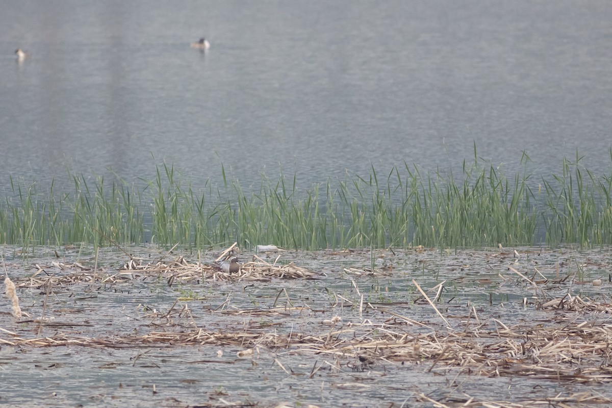 Garganey - Fu Cong