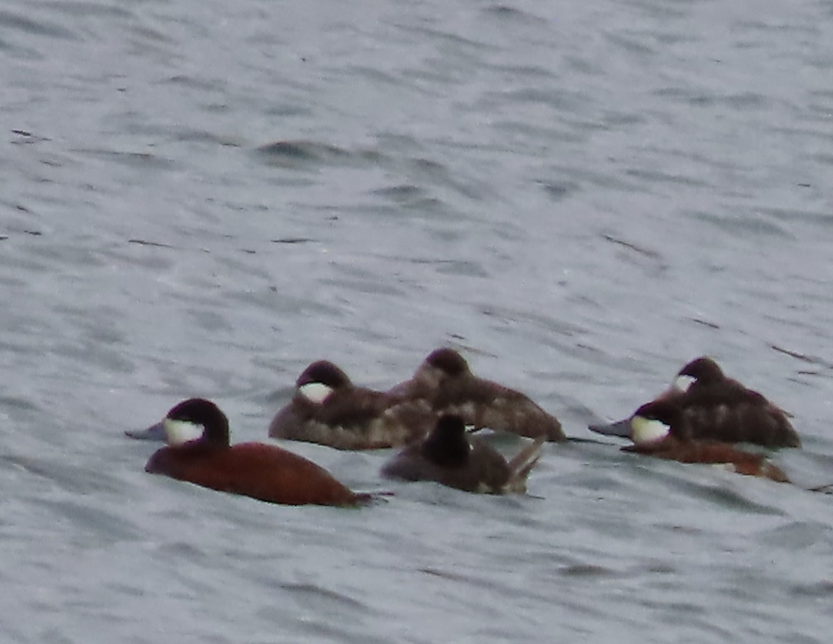 Ruddy Duck - ML618481800