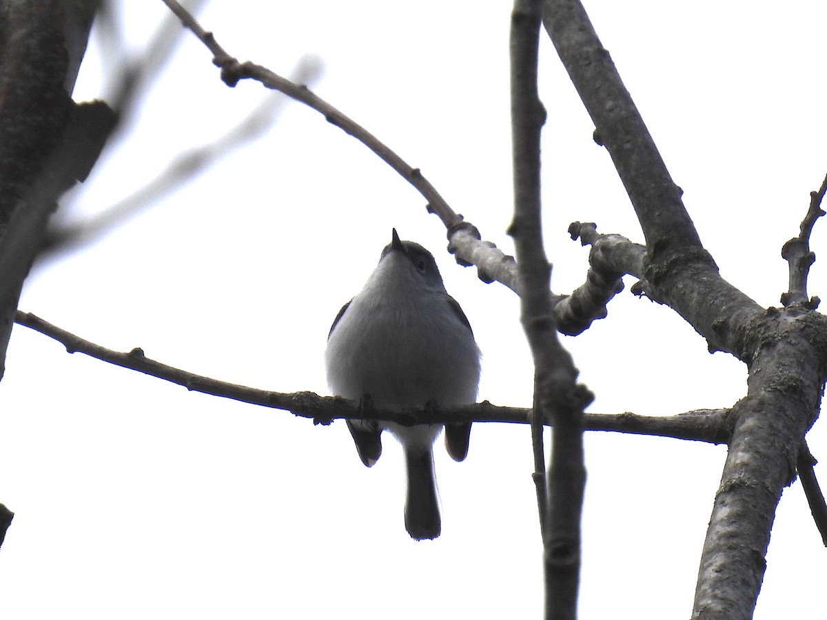 Blue-gray Gnatcatcher - ML618481819