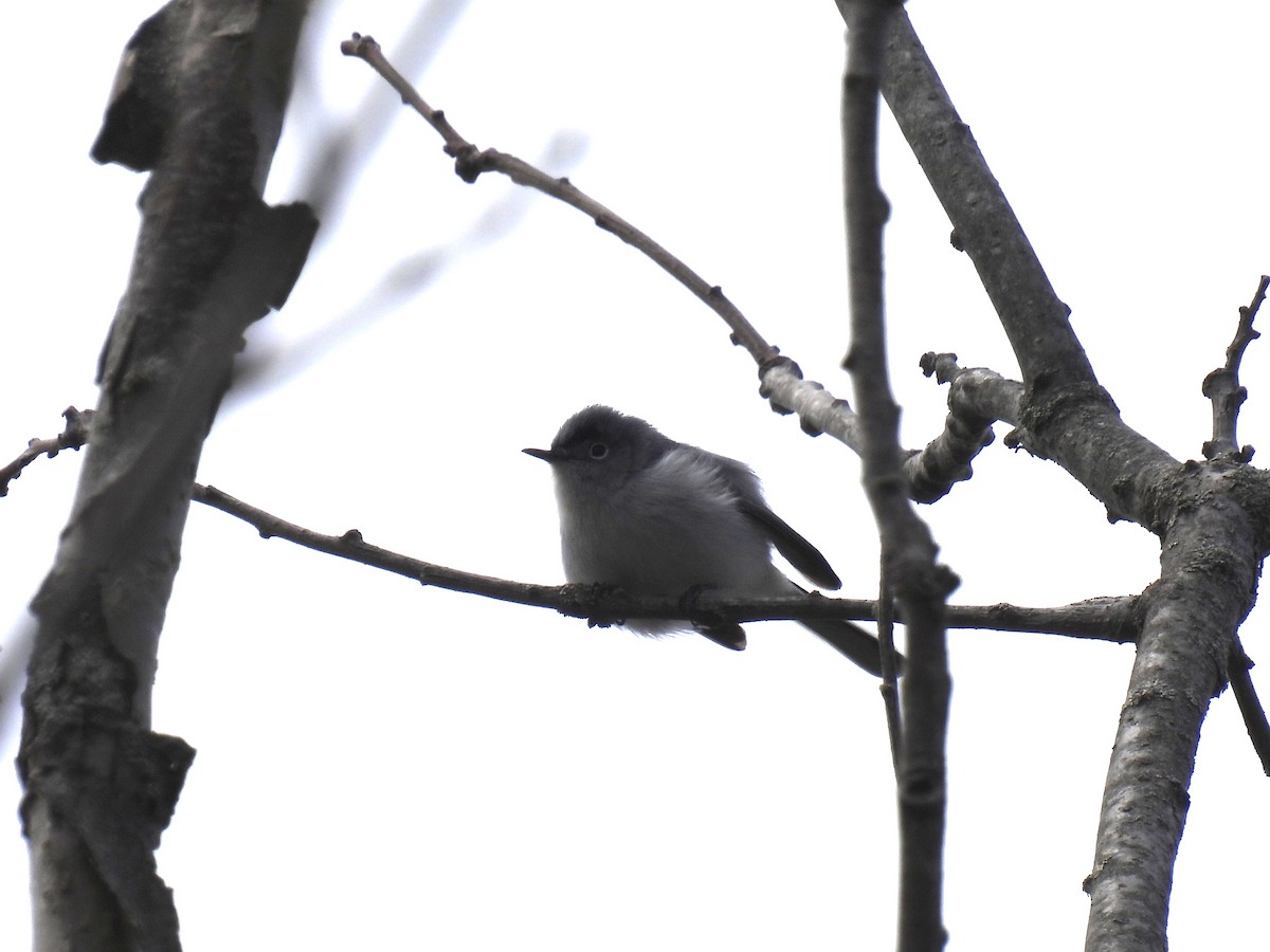 Blue-gray Gnatcatcher - ML618481821