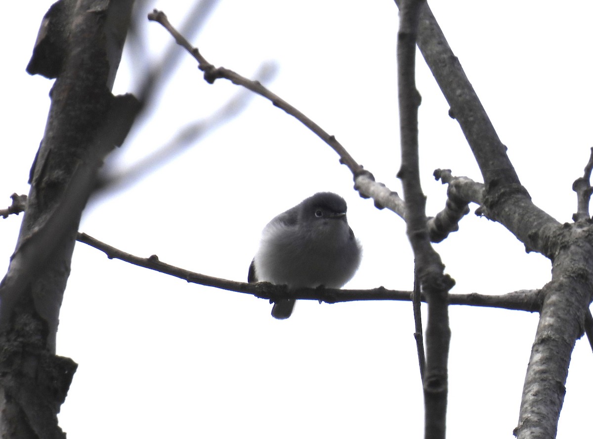 Blue-gray Gnatcatcher - ML618481822