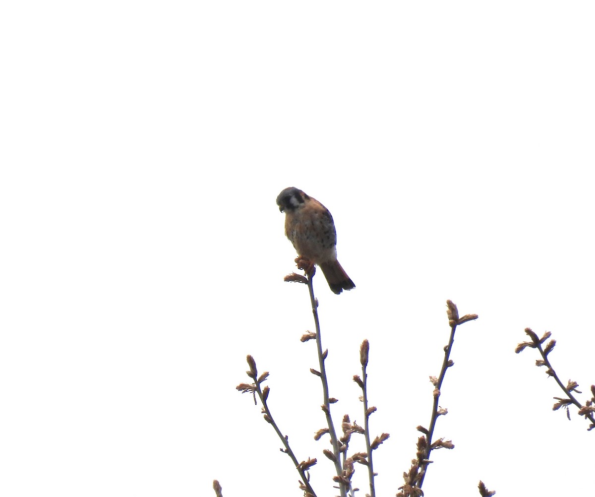 American Kestrel - ML618481834