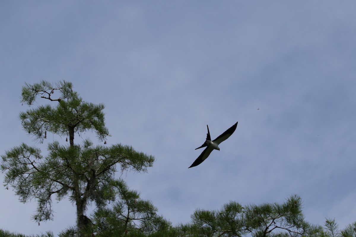 Swallow-tailed Kite - Stephanie  Wallace