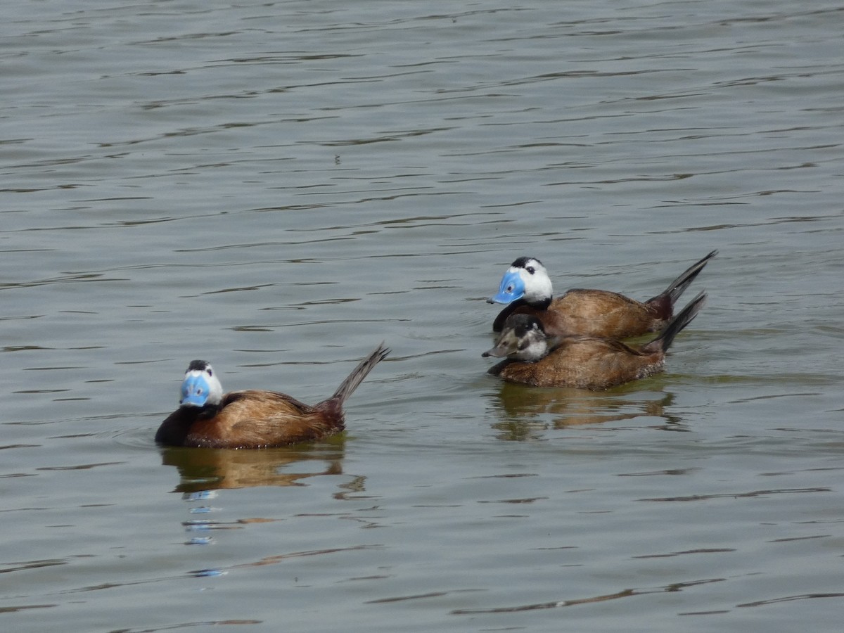 White-headed Duck - Bruno Asencio Sevillano