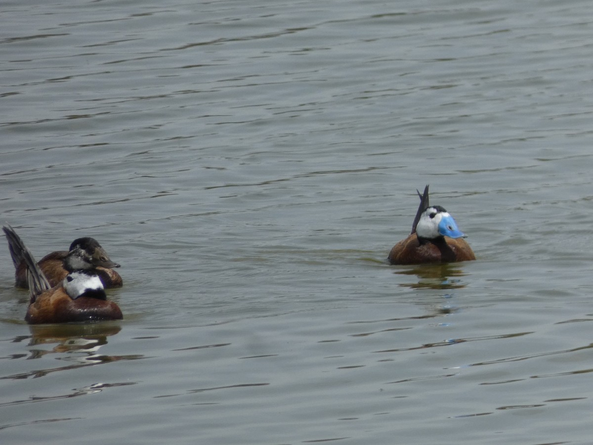 White-headed Duck - ML618481844