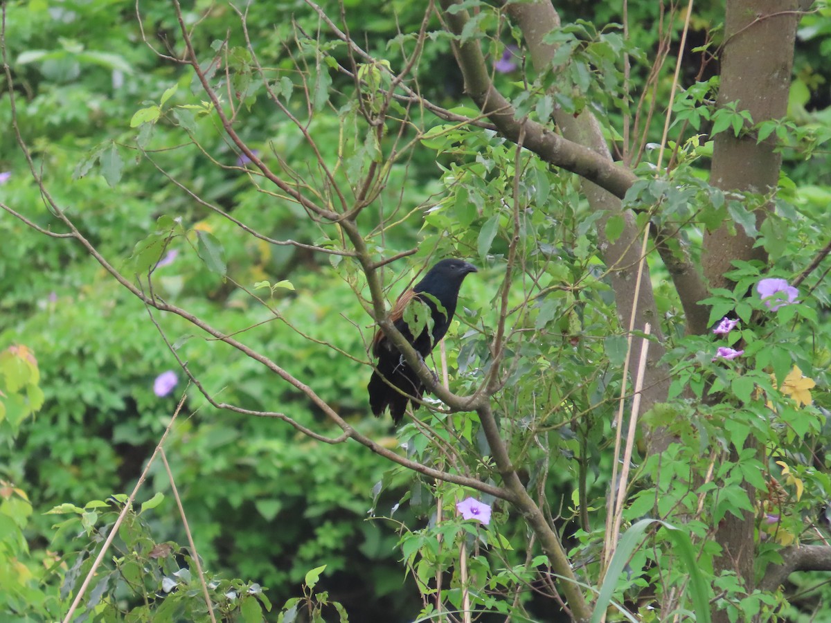 Lesser Coucal - ML618481861