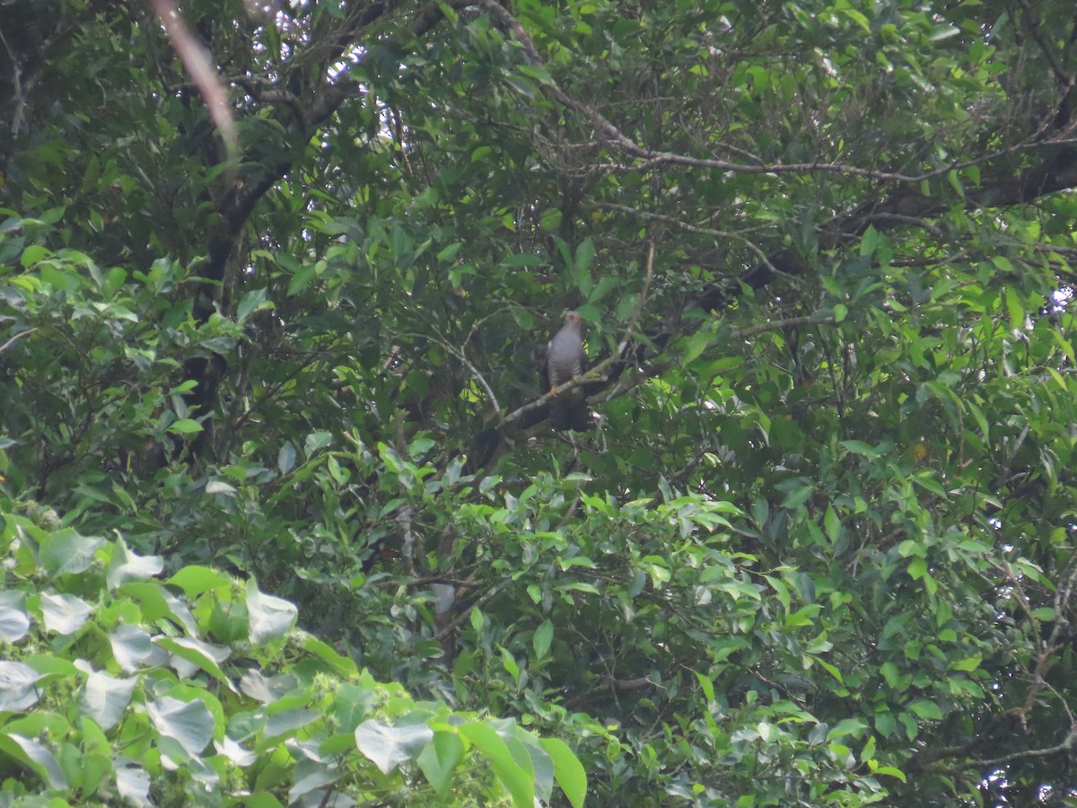 Oriental Cuckoo - ML618481876