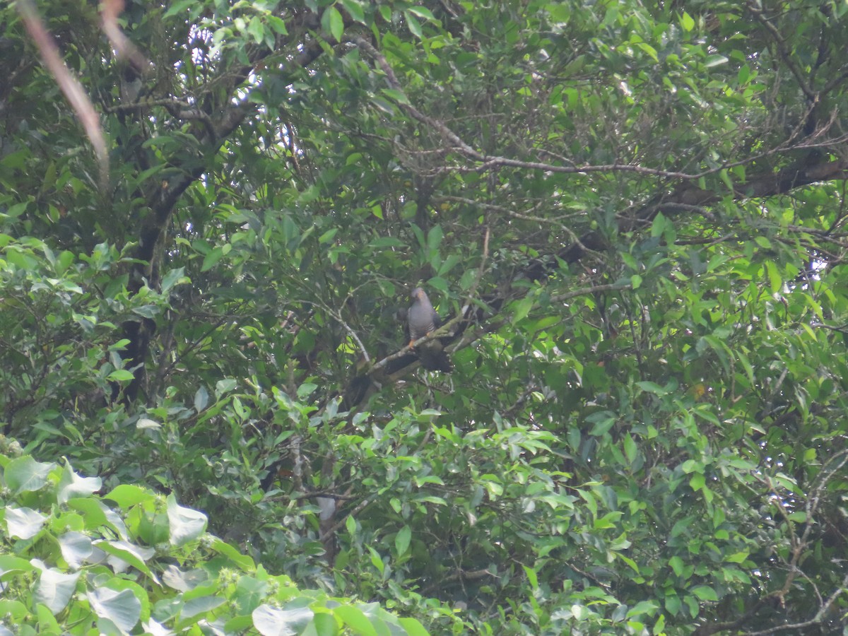 Oriental Cuckoo - ML618481879