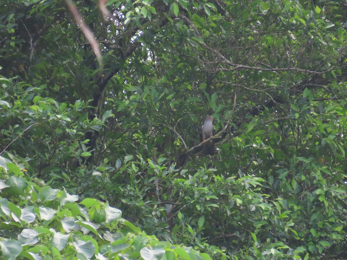 Oriental Cuckoo - ML618481884