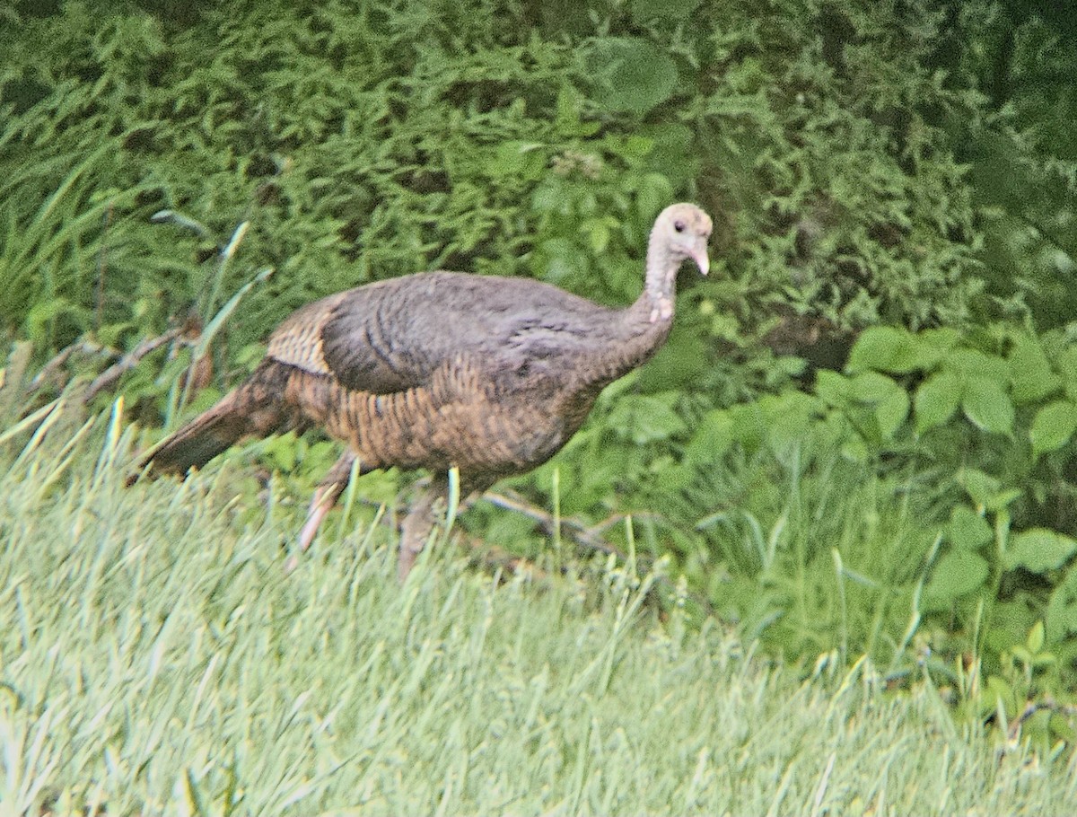 Wild Turkey - Vickie Owens