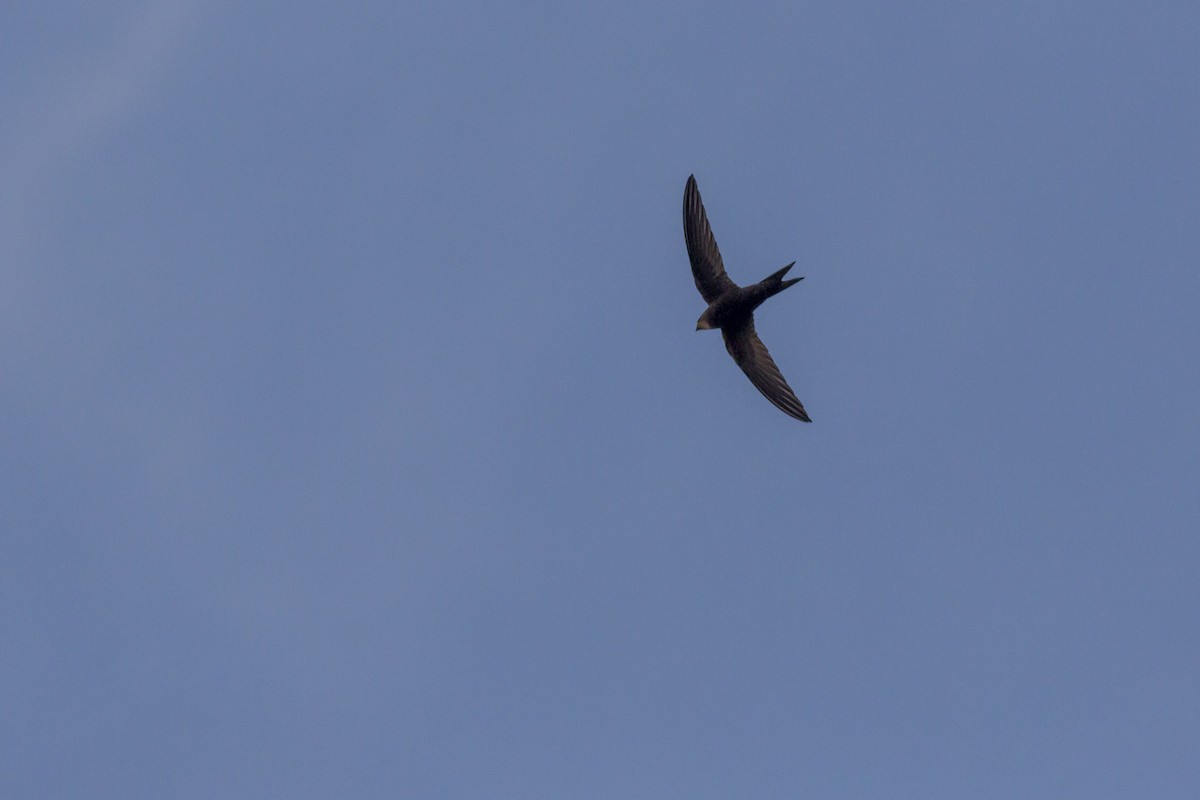 Common Swift - Fu Cong