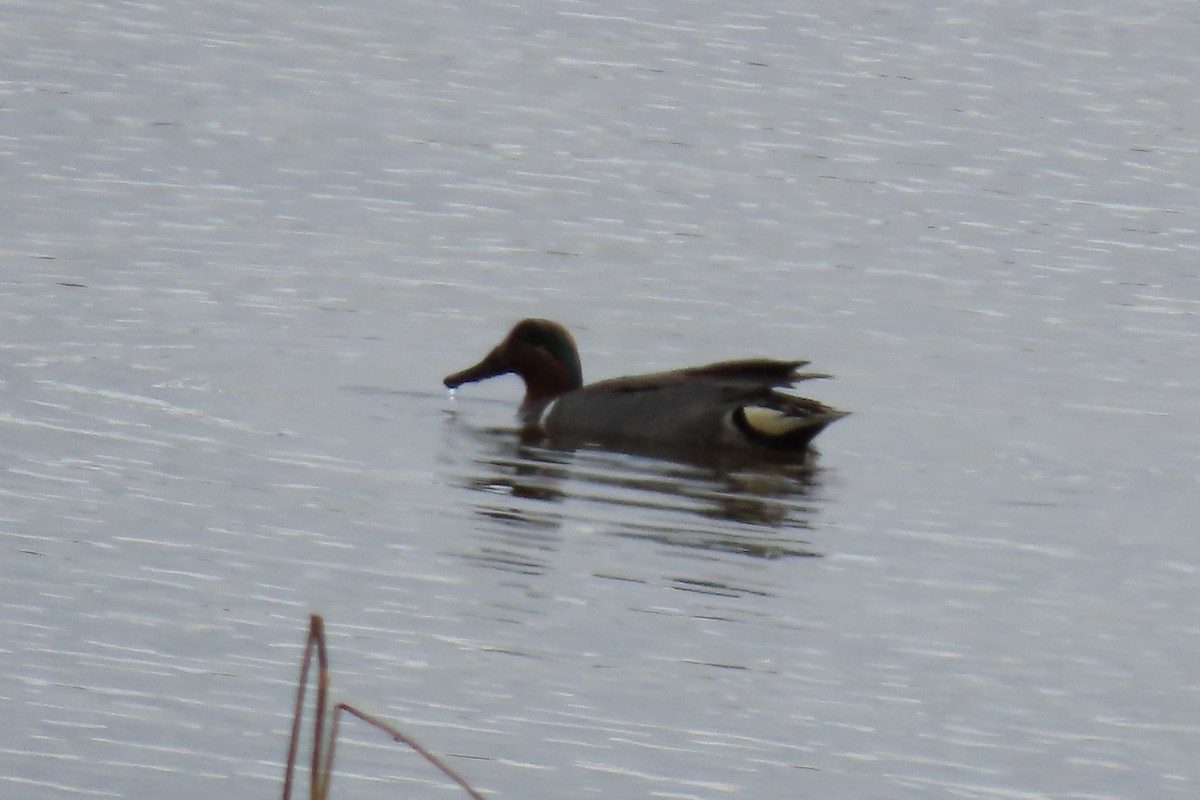 Green-winged Teal - Kathleen Rawdon