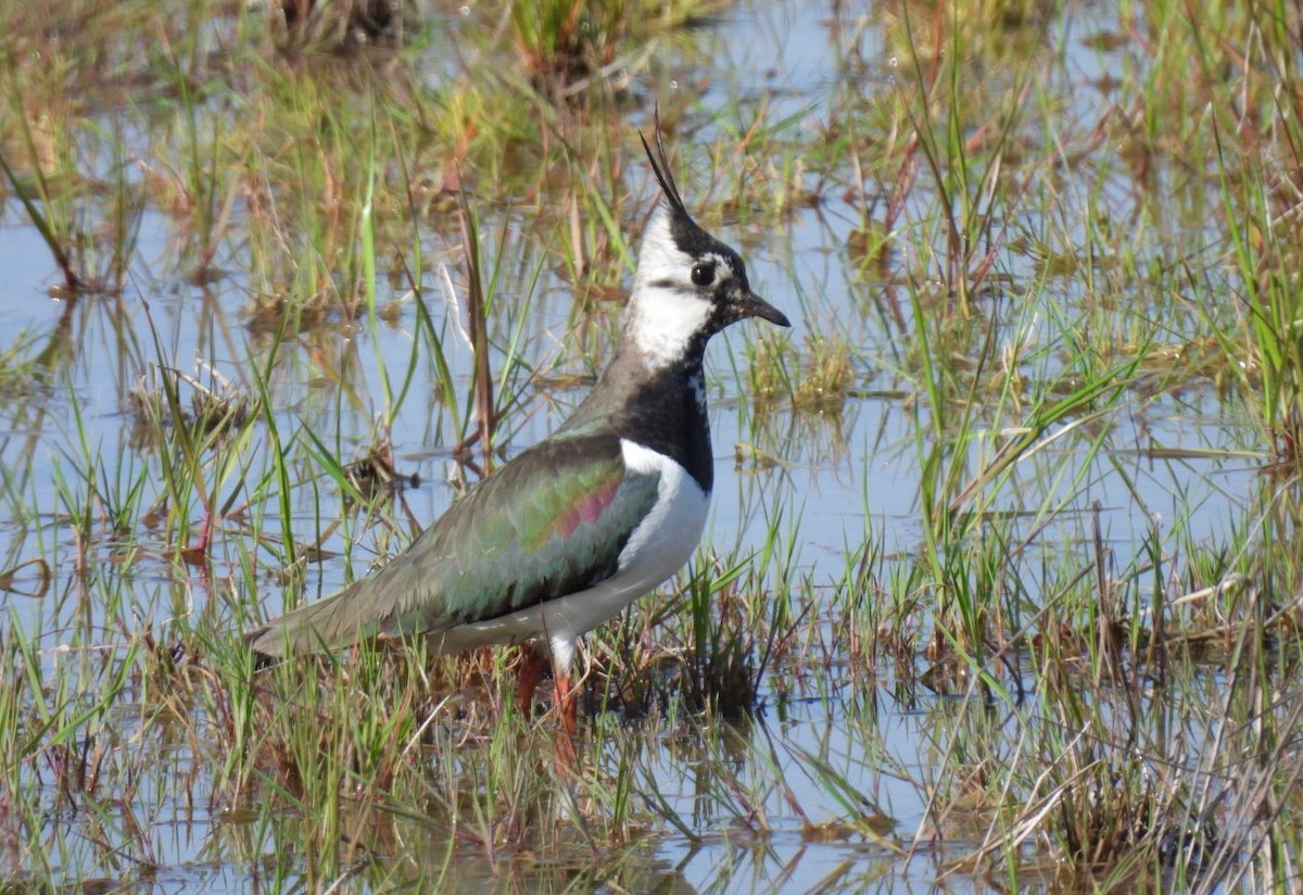 Northern Lapwing - Peter Middleton