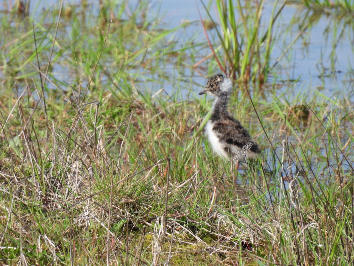 Northern Lapwing - Peter Middleton