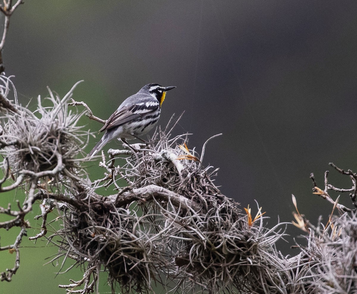 Yellow-throated Warbler (albilora) - ML618481956