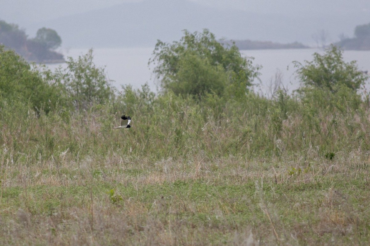 Pied Harrier - Fu Cong