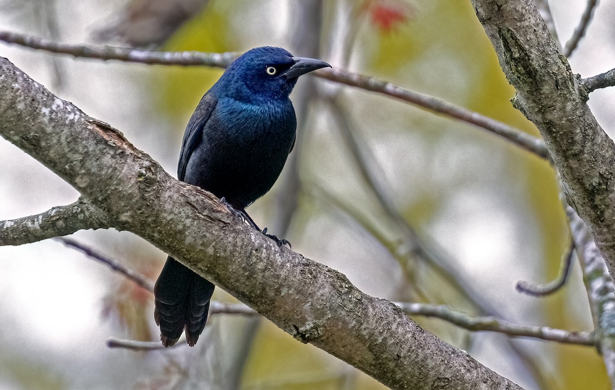 Common Grackle - ML618481983