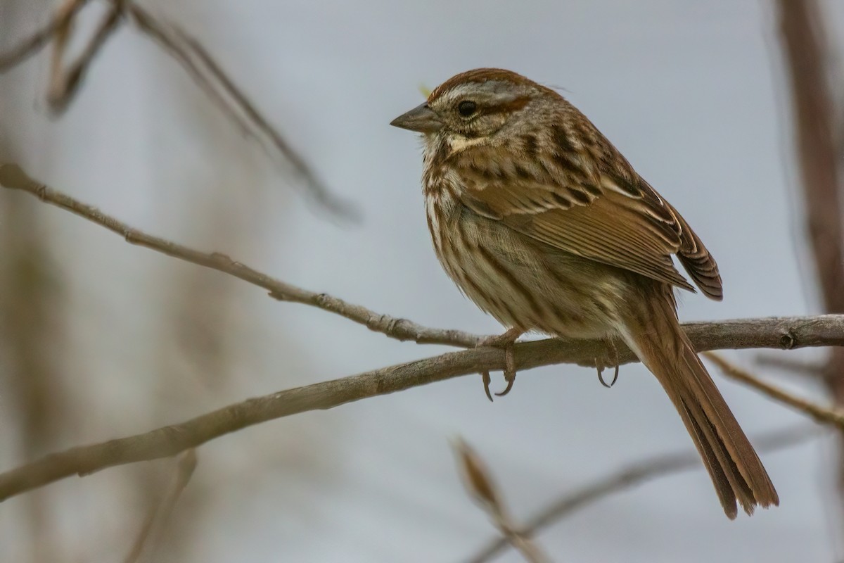 Song Sparrow - ML618481986