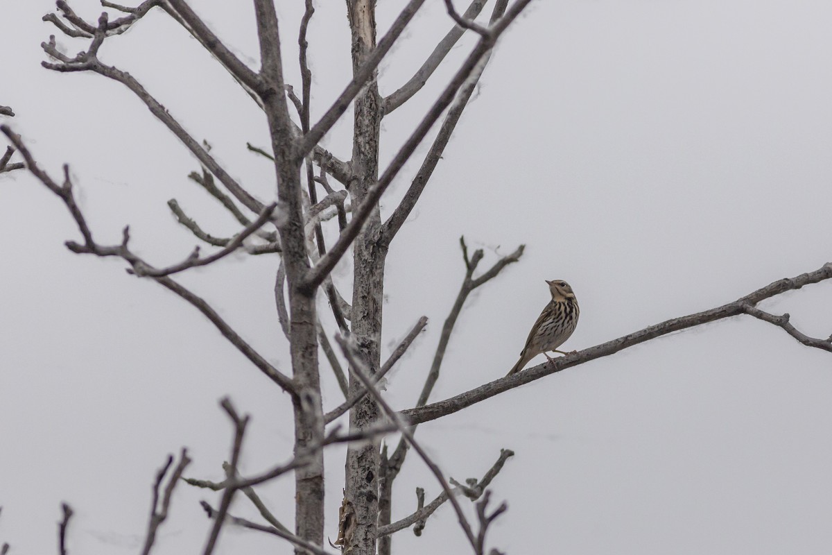 Olive-backed Pipit - Fu Cong