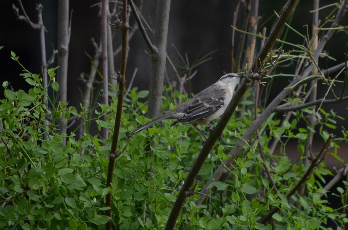 Chalk-browed Mockingbird - COA Luján Pecho Colorado