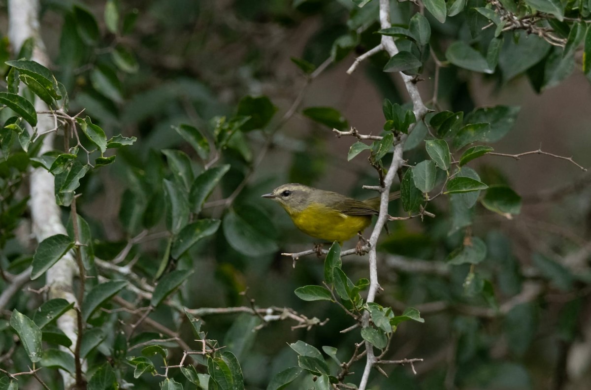 Golden-crowned Warbler - ML618482025