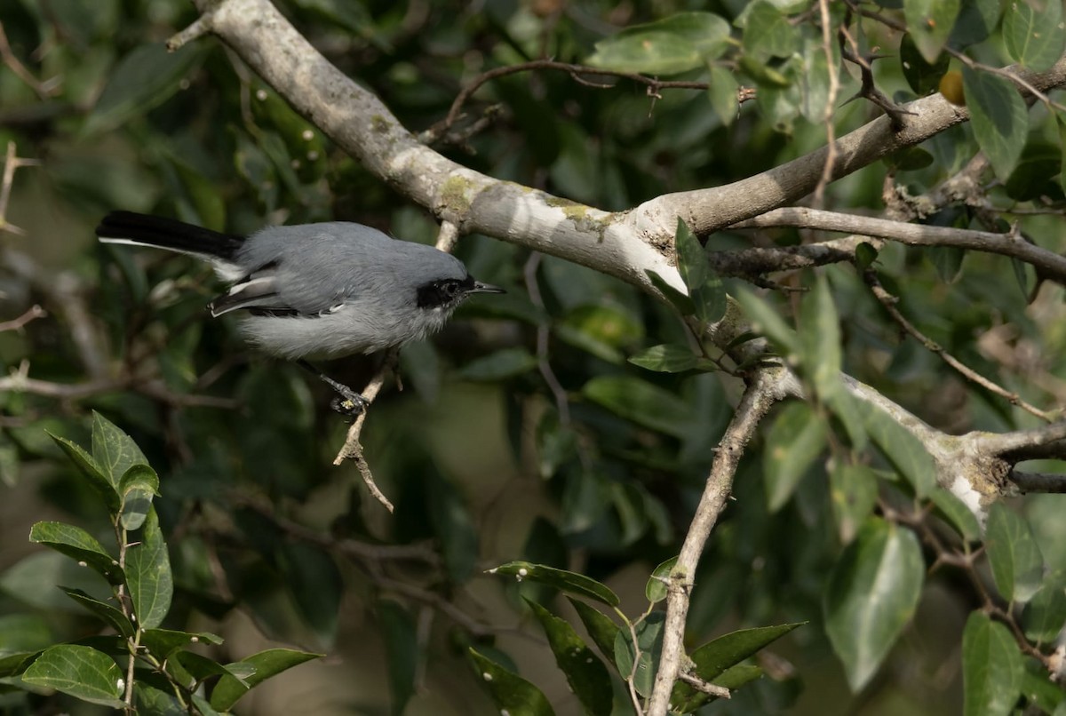 Masked Gnatcatcher - ML618482031