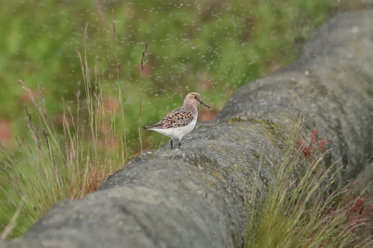 Bécasseau sanderling - ML618482039