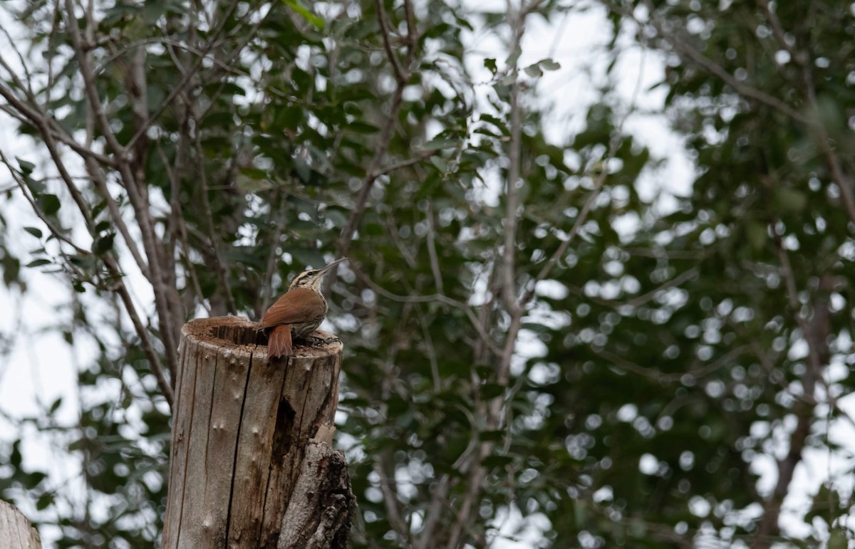 Narrow-billed Woodcreeper - ML618482080