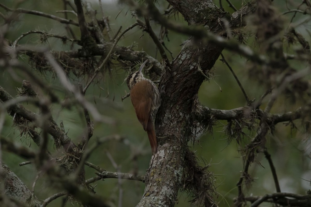 Narrow-billed Woodcreeper - COA Luján Pecho Colorado
