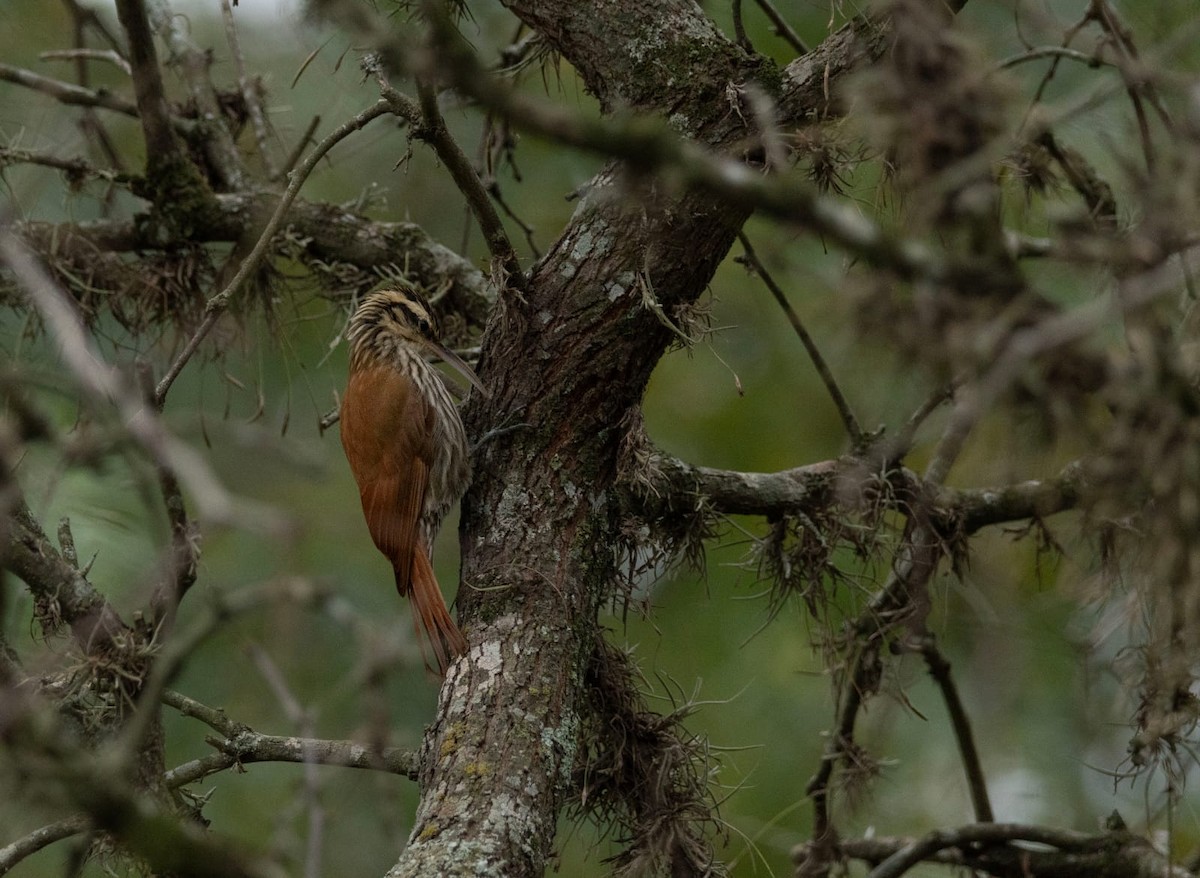 Narrow-billed Woodcreeper - COA Luján Pecho Colorado