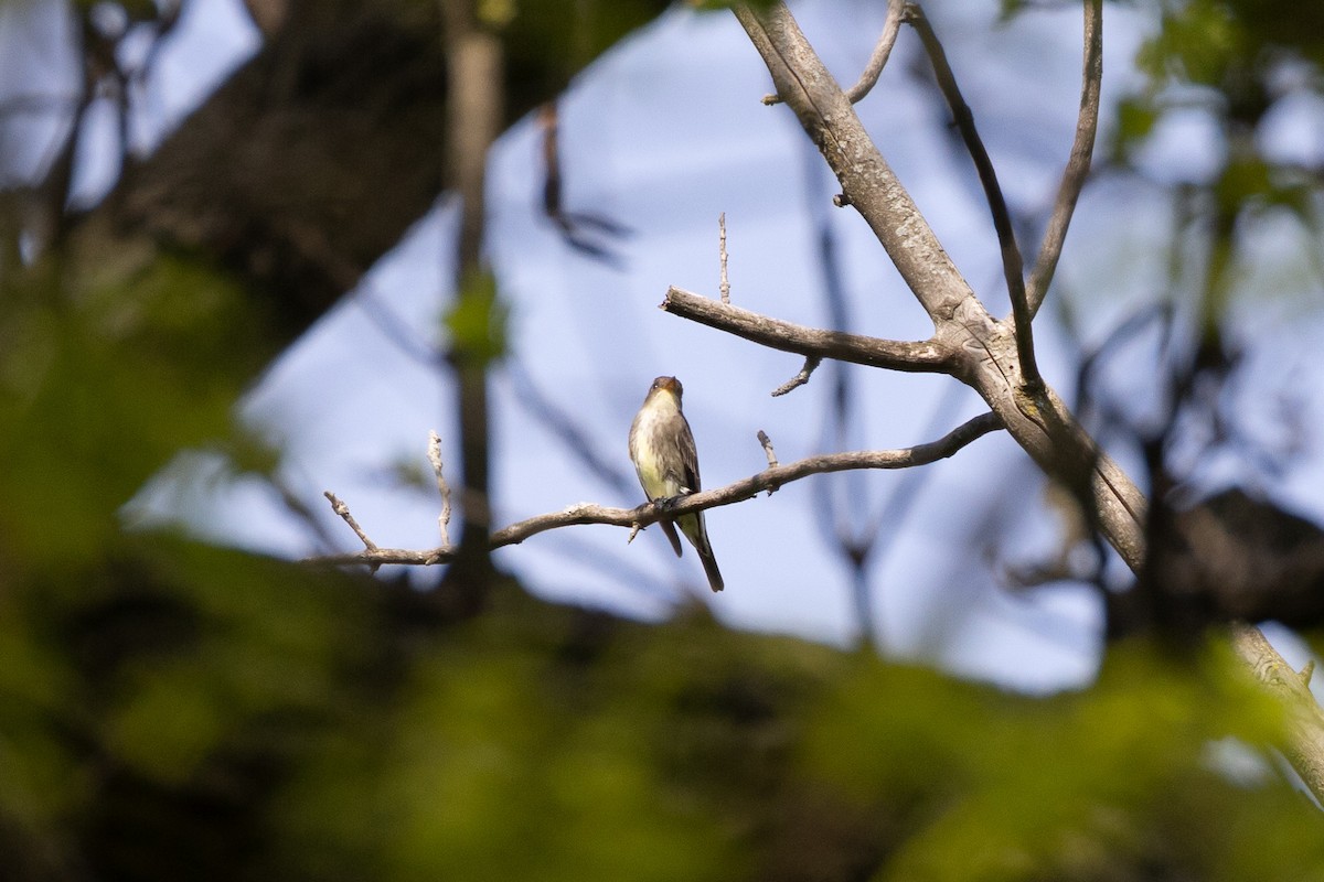 Olive-sided Flycatcher - Matt Newman