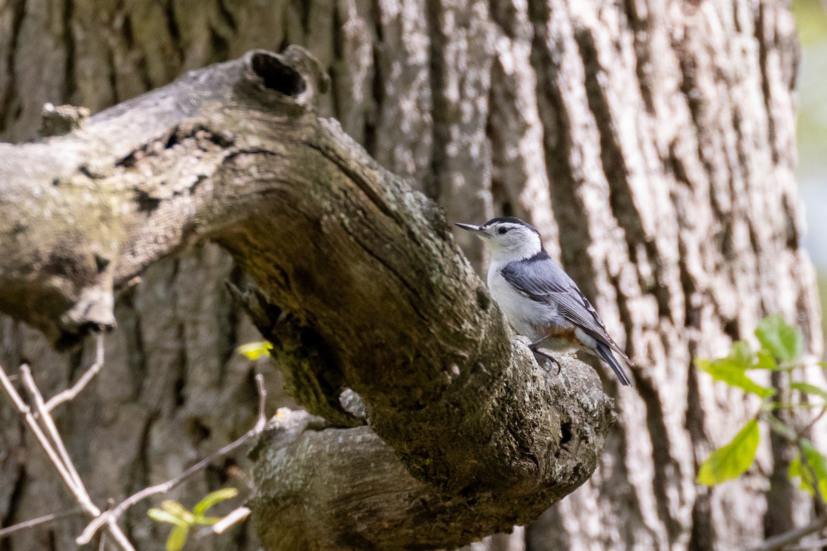 White-breasted Nuthatch - Matt Newman