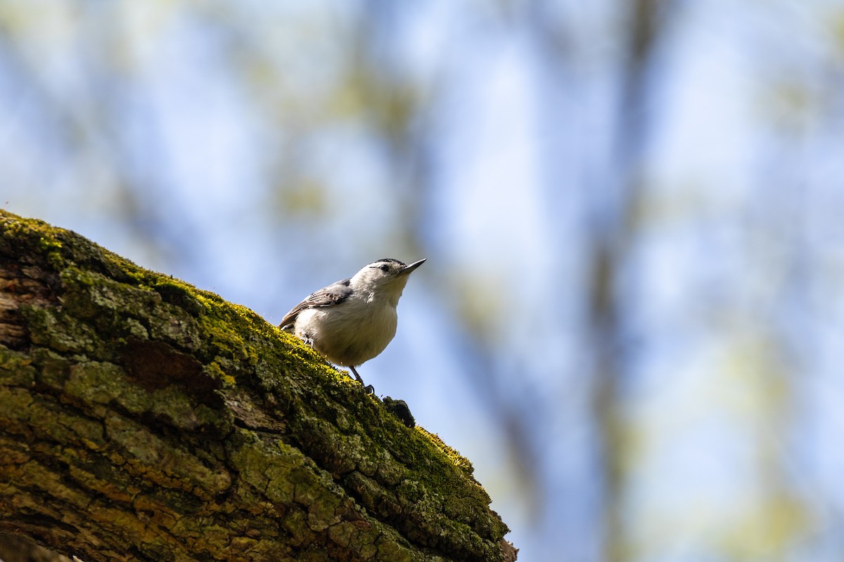 White-breasted Nuthatch - Matt Newman