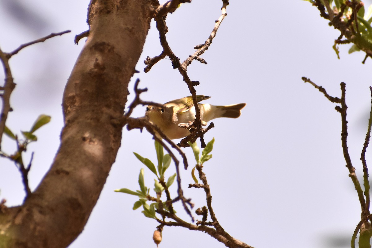 Western Bonelli's Warbler - Aurora Varda