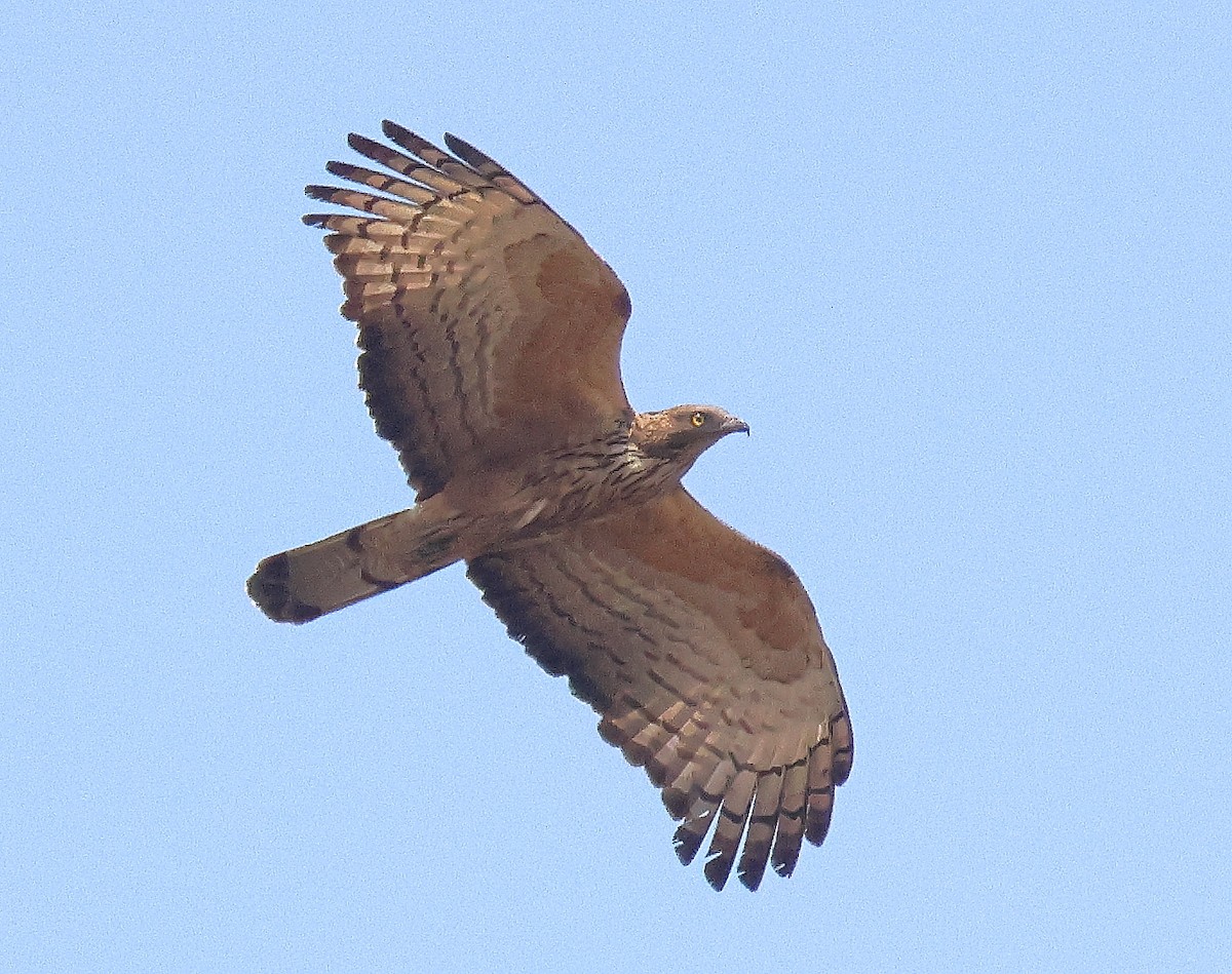 Oriental Honey-buzzard - ML618482170