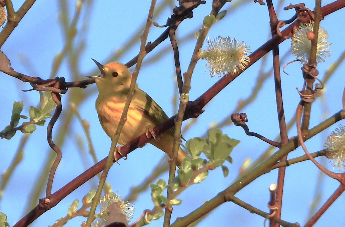 Yellow Warbler - ML618482175