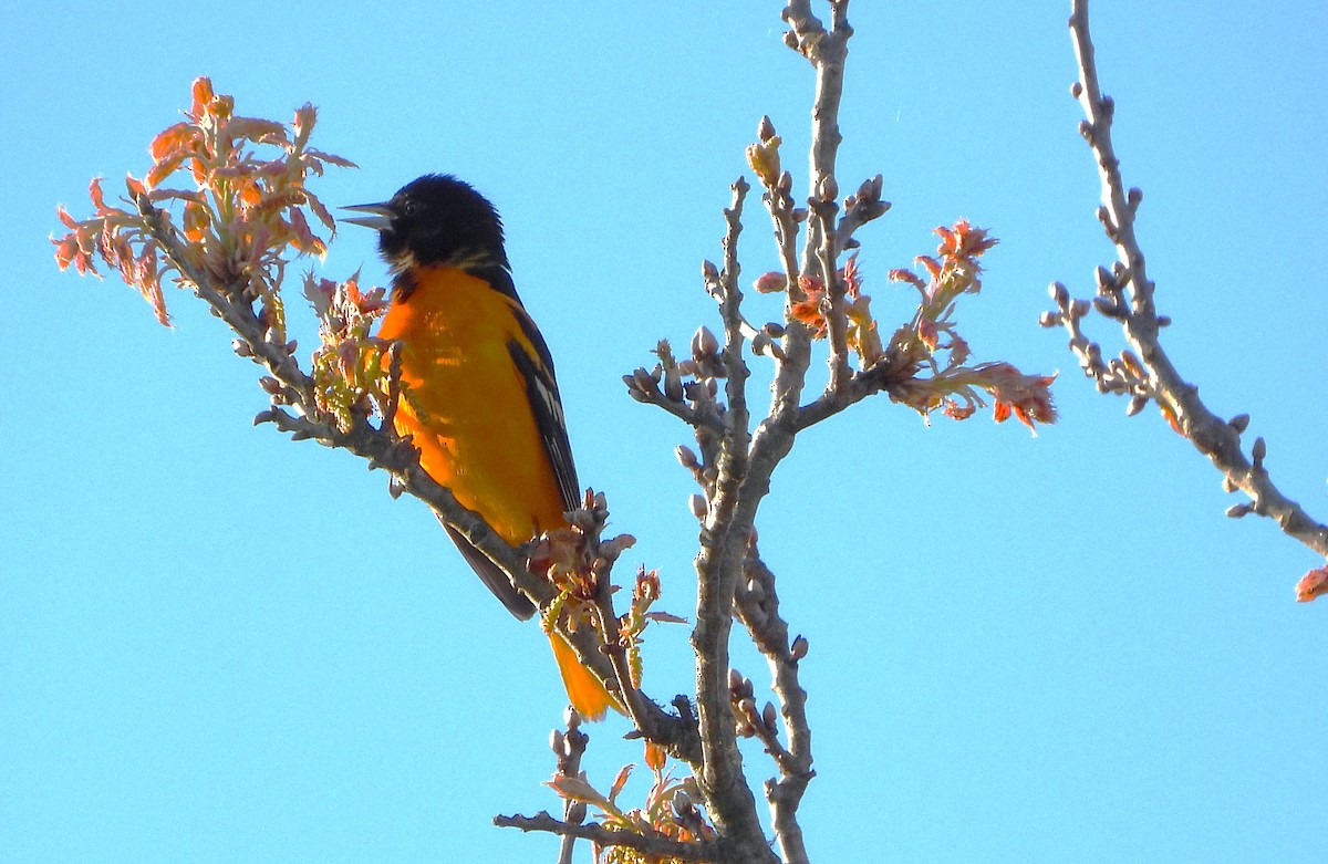 Baltimore Oriole - ML618482181