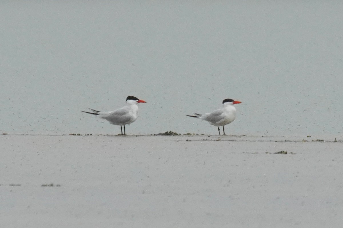 Caspian Tern - Maurice Frerejean