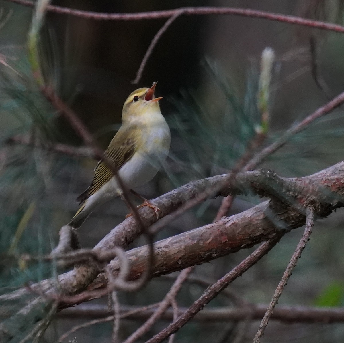 Wood Warbler - ML618482254