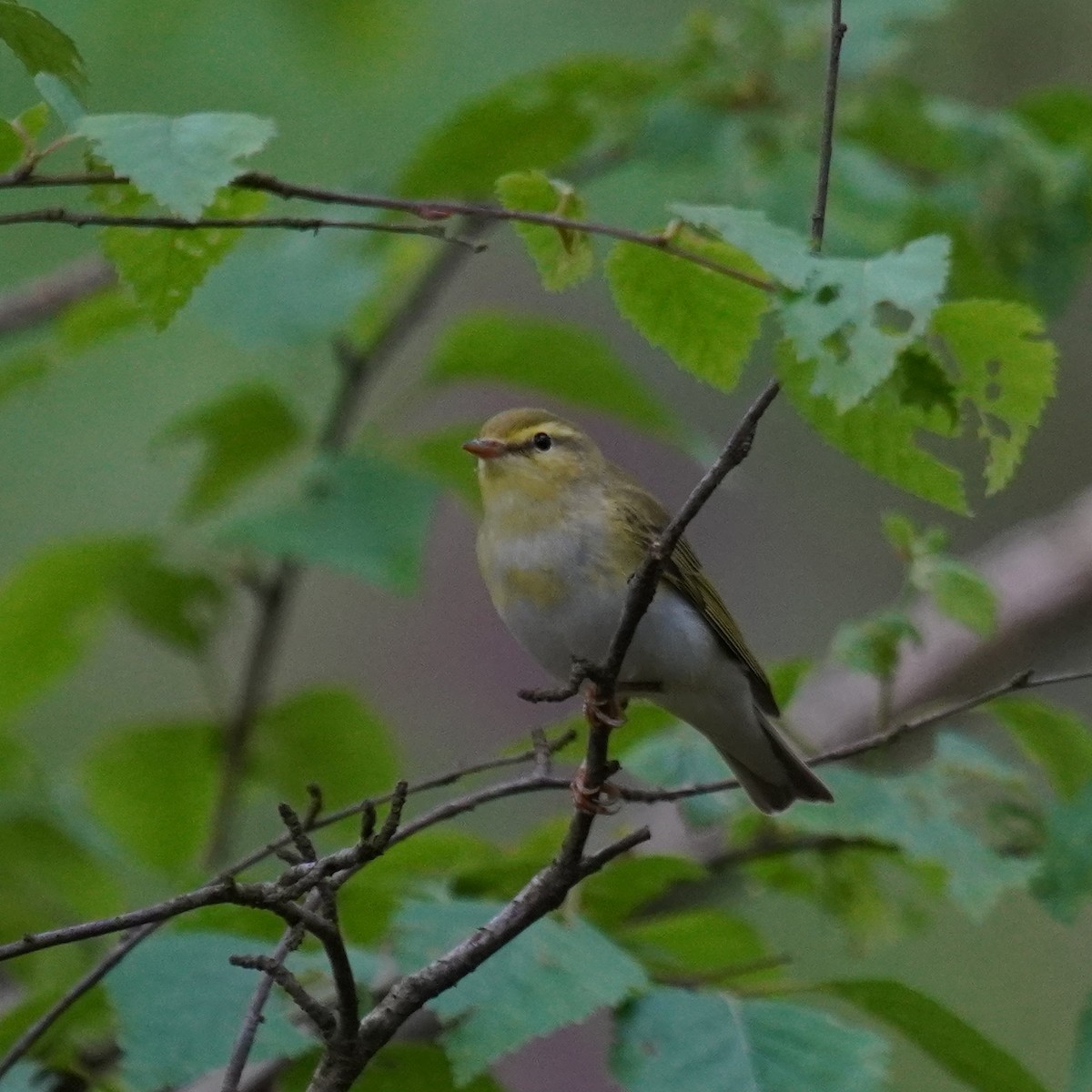 Wood Warbler - Maurice Frerejean