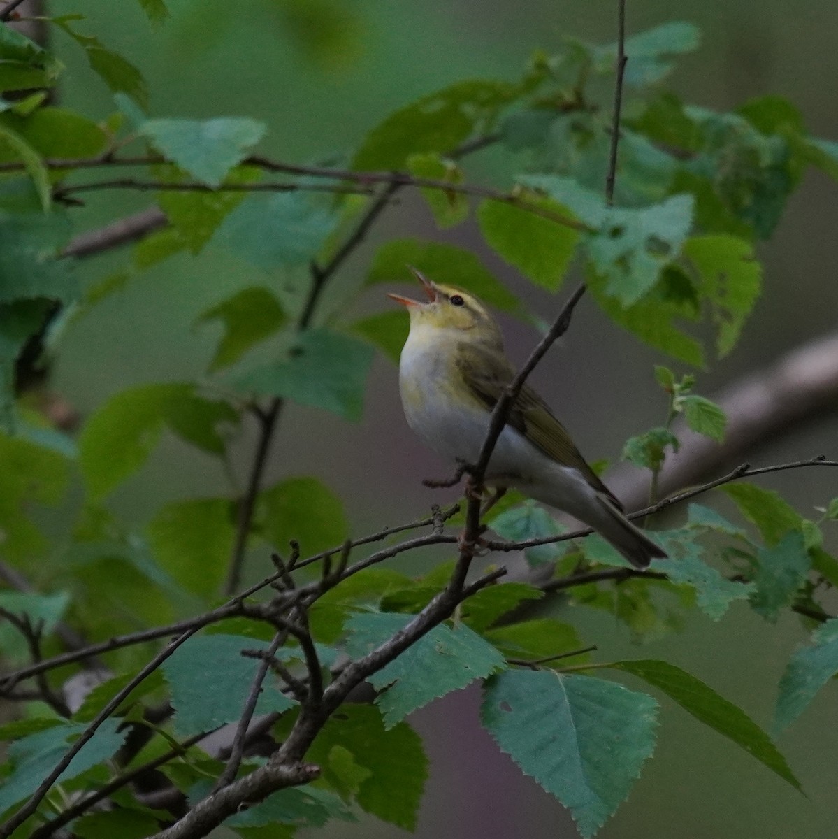 Wood Warbler - ML618482257