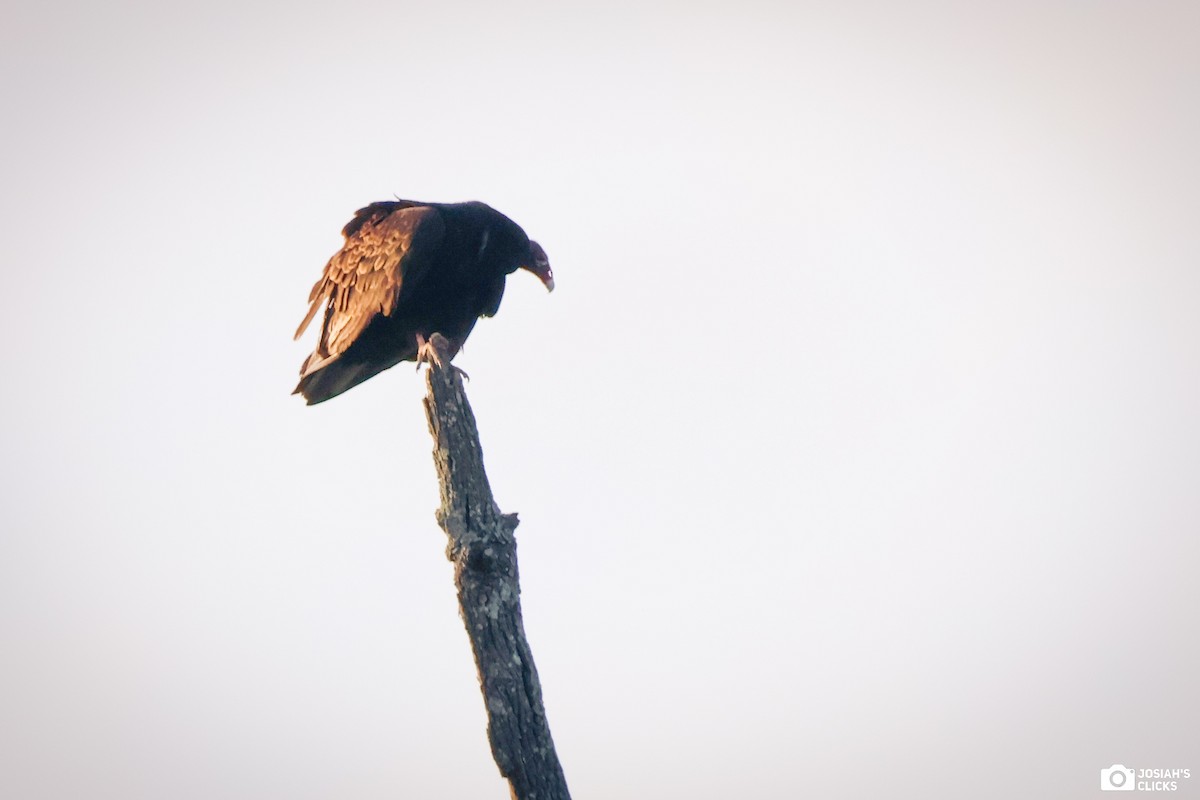 Turkey Vulture - ML618482259