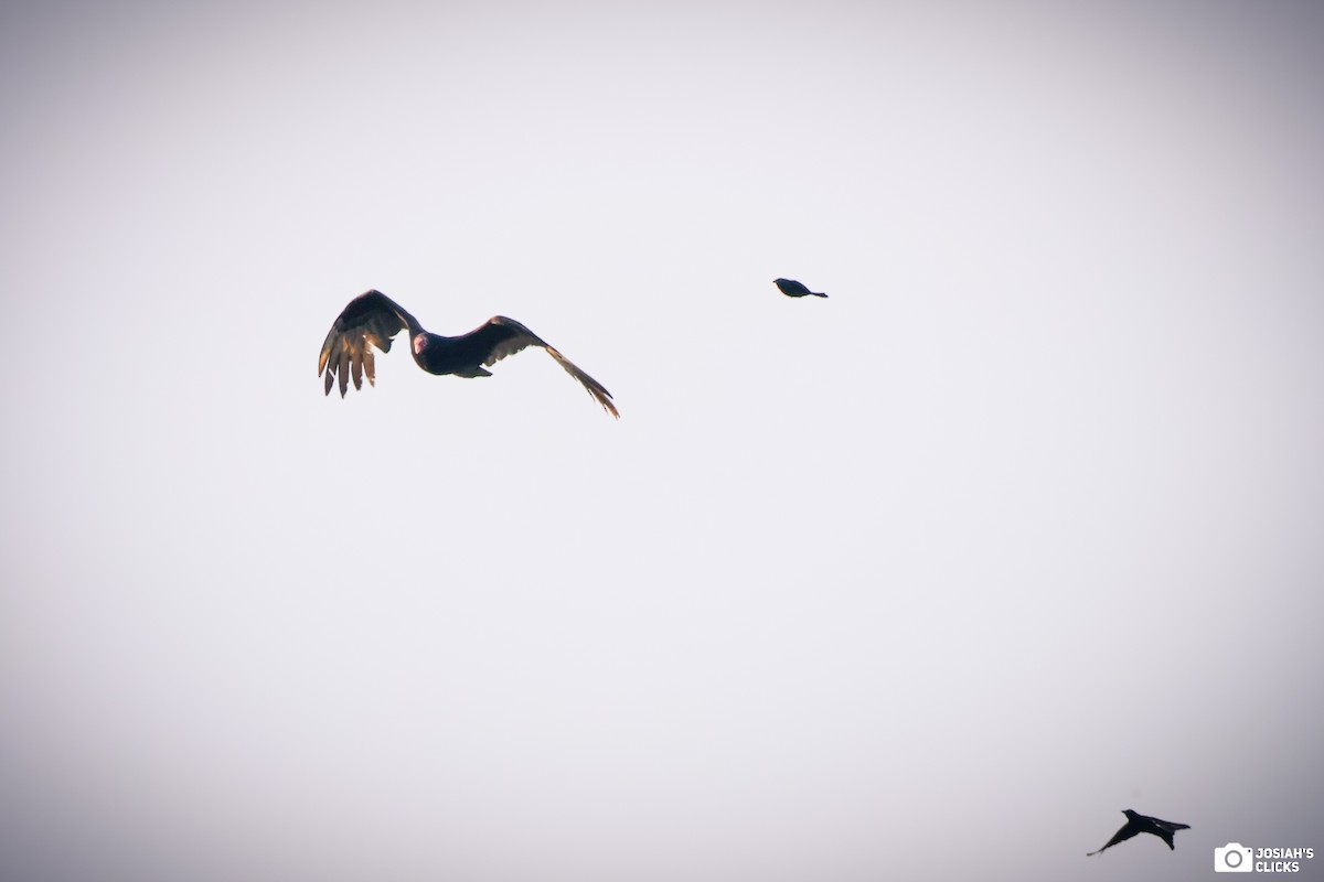 Turkey Vulture - Josiah Rajasingh