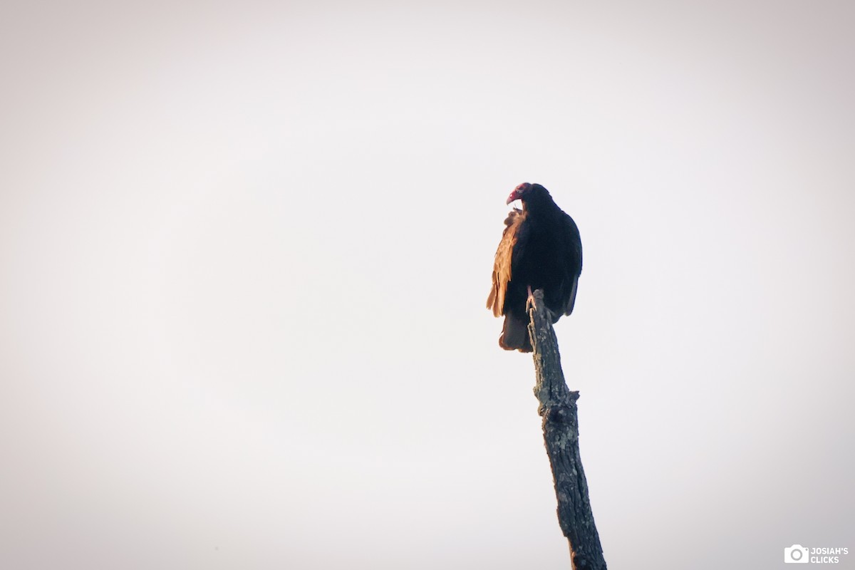 Turkey Vulture - ML618482261