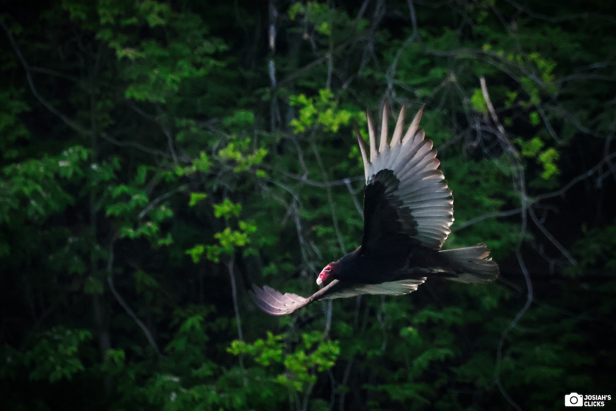 Turkey Vulture - ML618482262